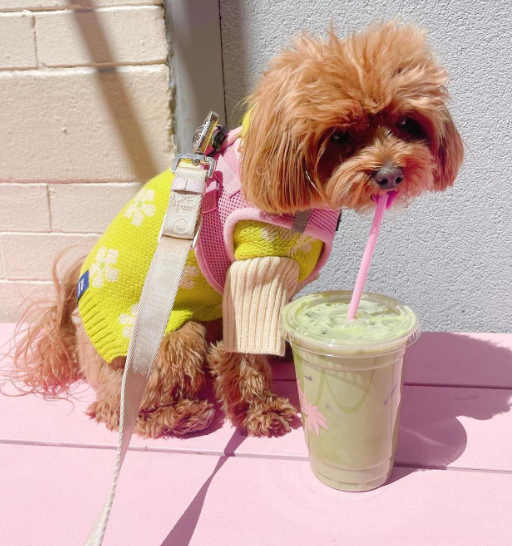 Is Matcha Safe for Dogs and Cats?