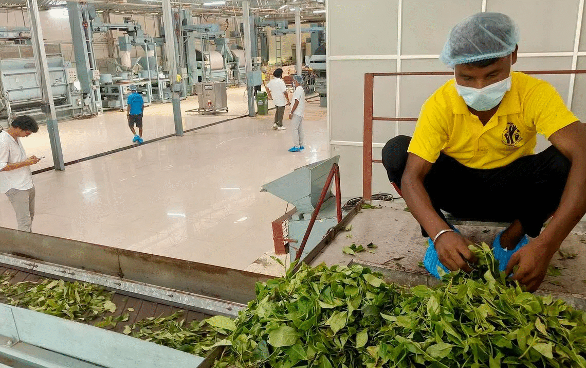 Meet “Matcha assamica,” India’s First Homegrown Matcha