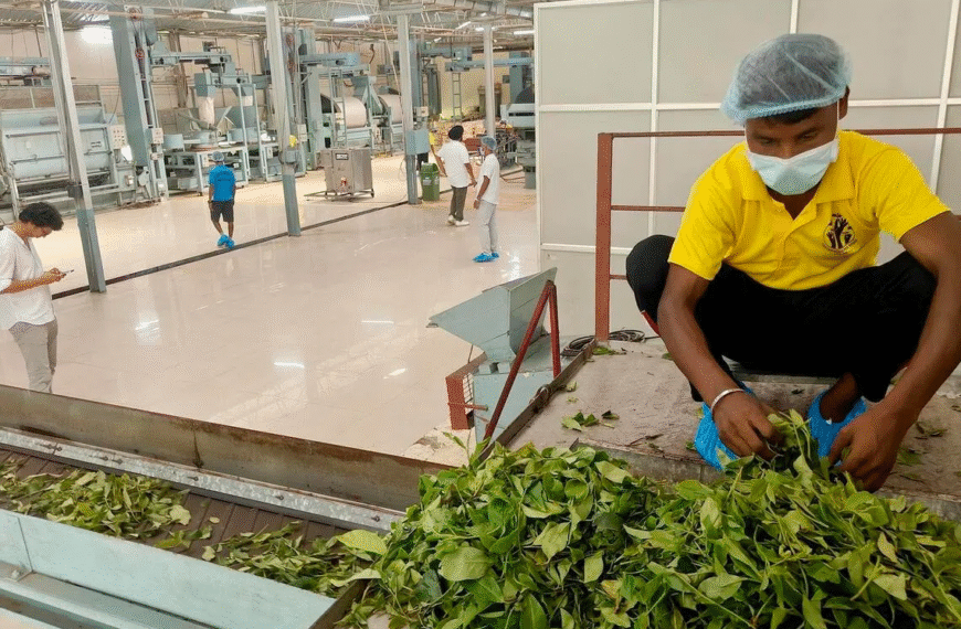 Meet “Matcha assamica,” India’s First Homegrown Matcha