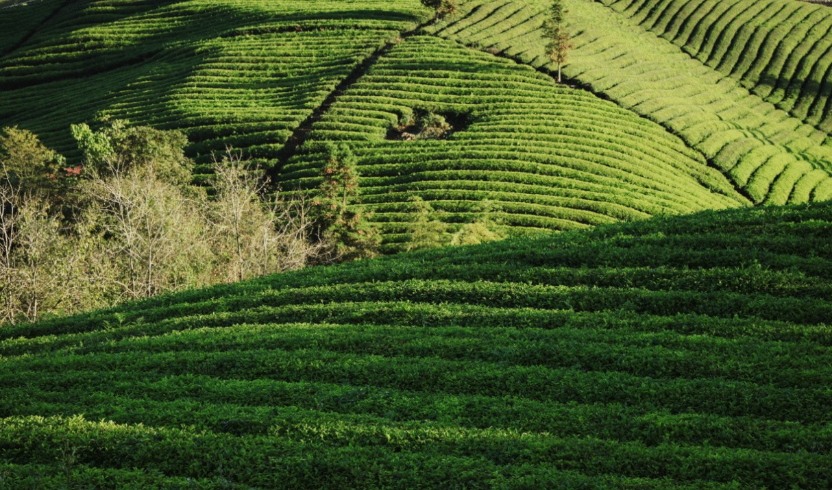 China Is Now the World’s Top Matcha Tea Producer 
