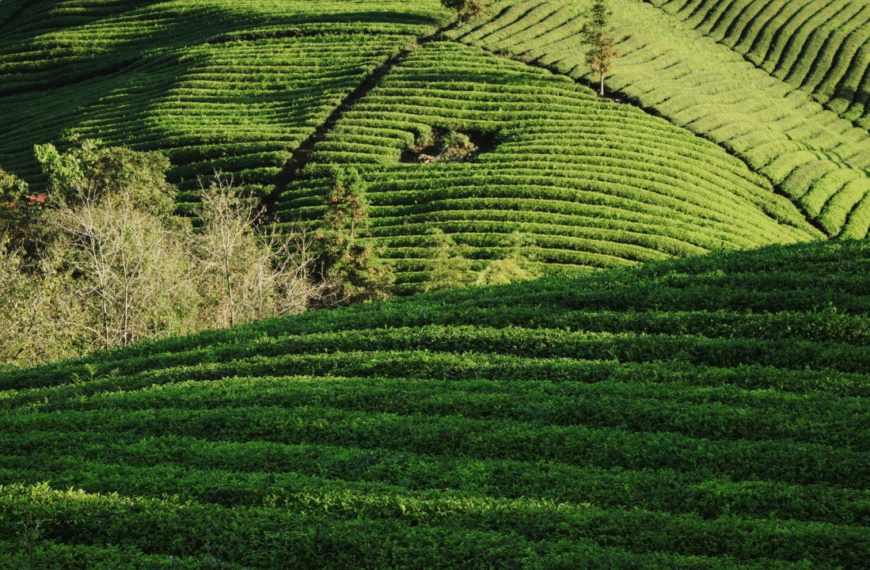 China Is Now the World’s Top Matcha Tea Producer 